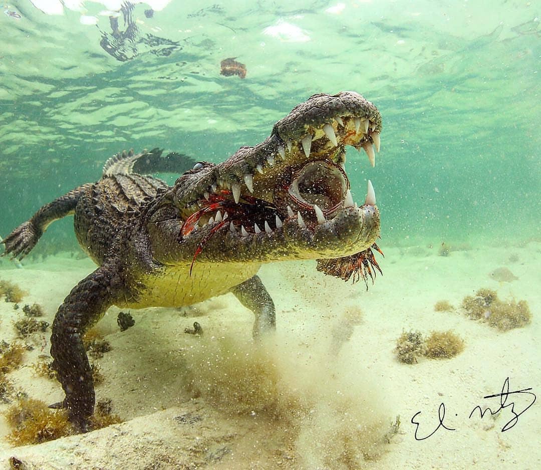 1080x938, 192 Kb / крокодил, рыба, крылатка