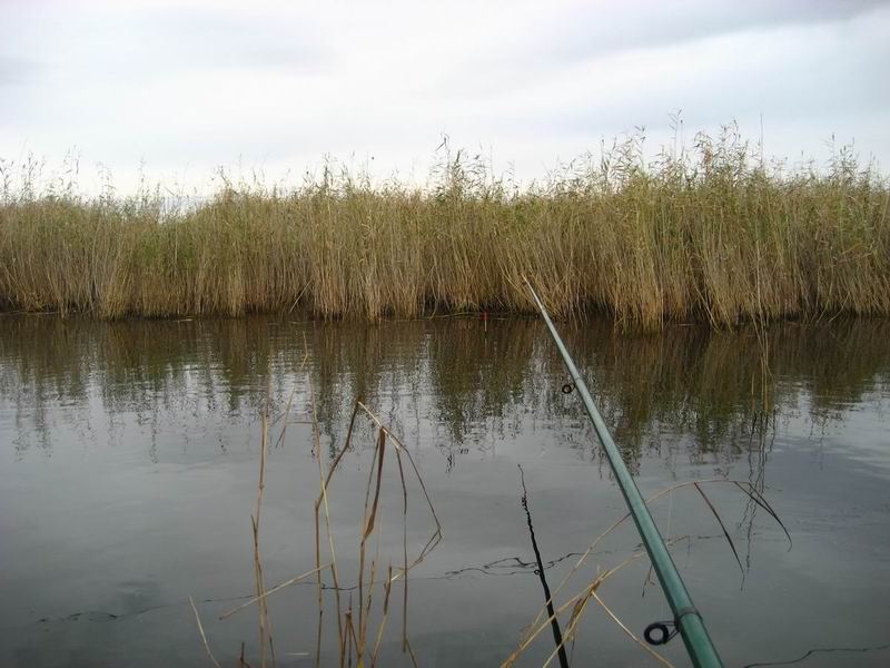 800x600, 71 Kb / рыбалка, озеро, камыш