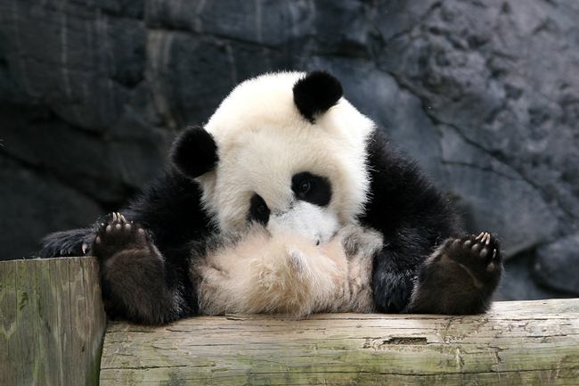 650x433, 46 Kb / панда