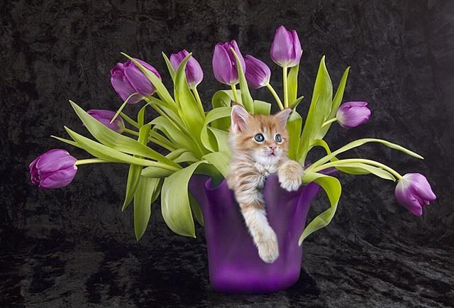 640x434, 62 Kb / букет, котенок