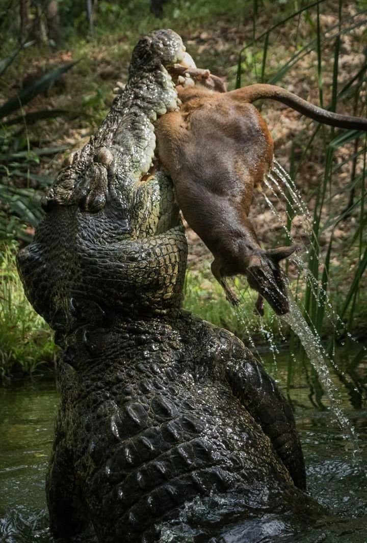 720x1066, 172 Kb / крокодил, кенгуру, кусь