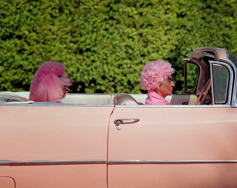 800x637, 84 Kb / кабриолет, бабка, собака, пудель, парик, розово