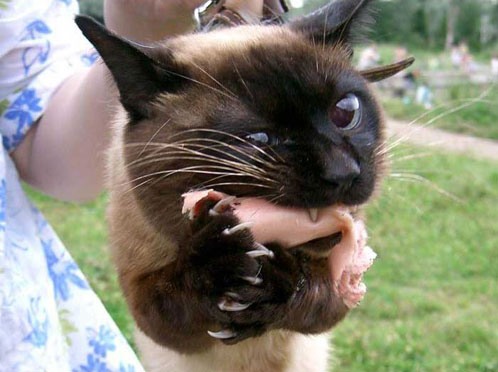 498x372, 45 Kb / кошатость