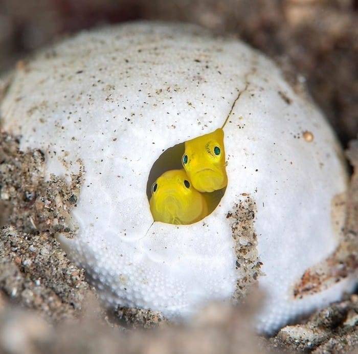 700x692, 55 Kb / рыбы, яйцо, желтые