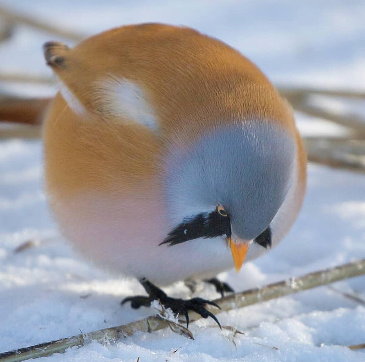 1242x1231, 104 Kb / птица, синица, усы, шар