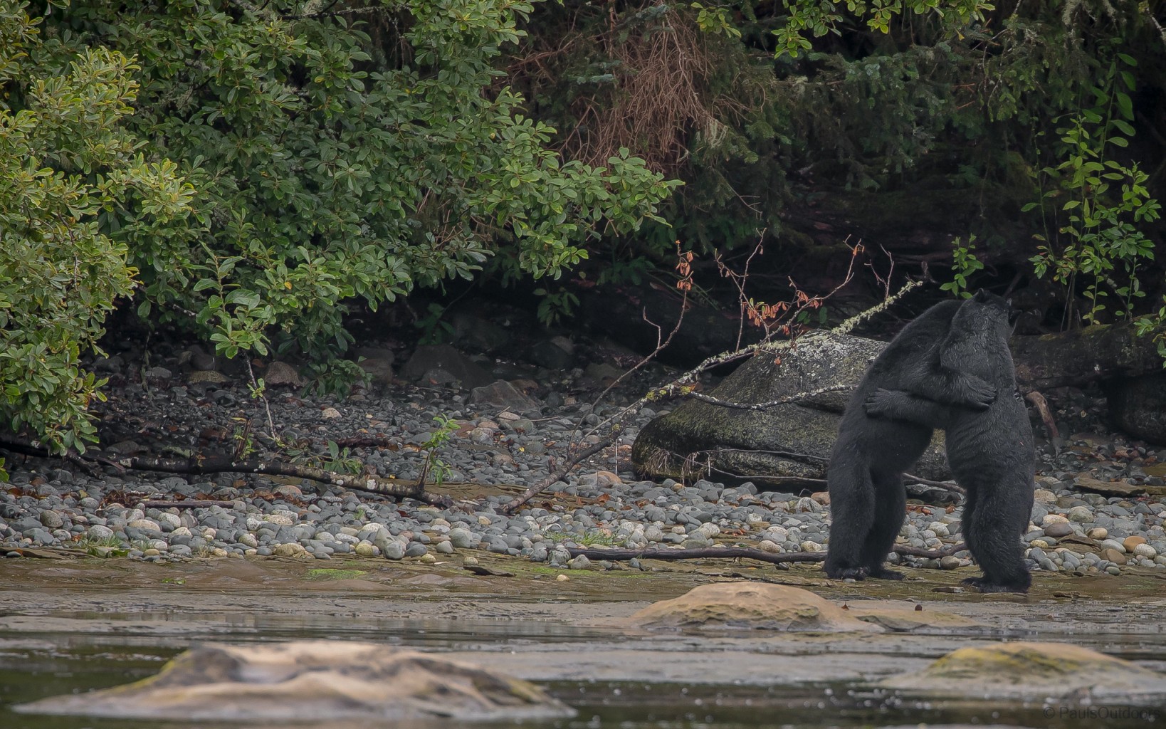 1638x1024, 553 Kb / медведь, река, встреча, лес, камни