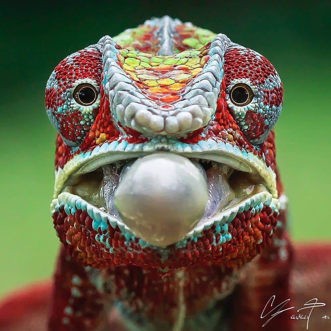 1080x1080, 175 Kb / хамелеон, язык