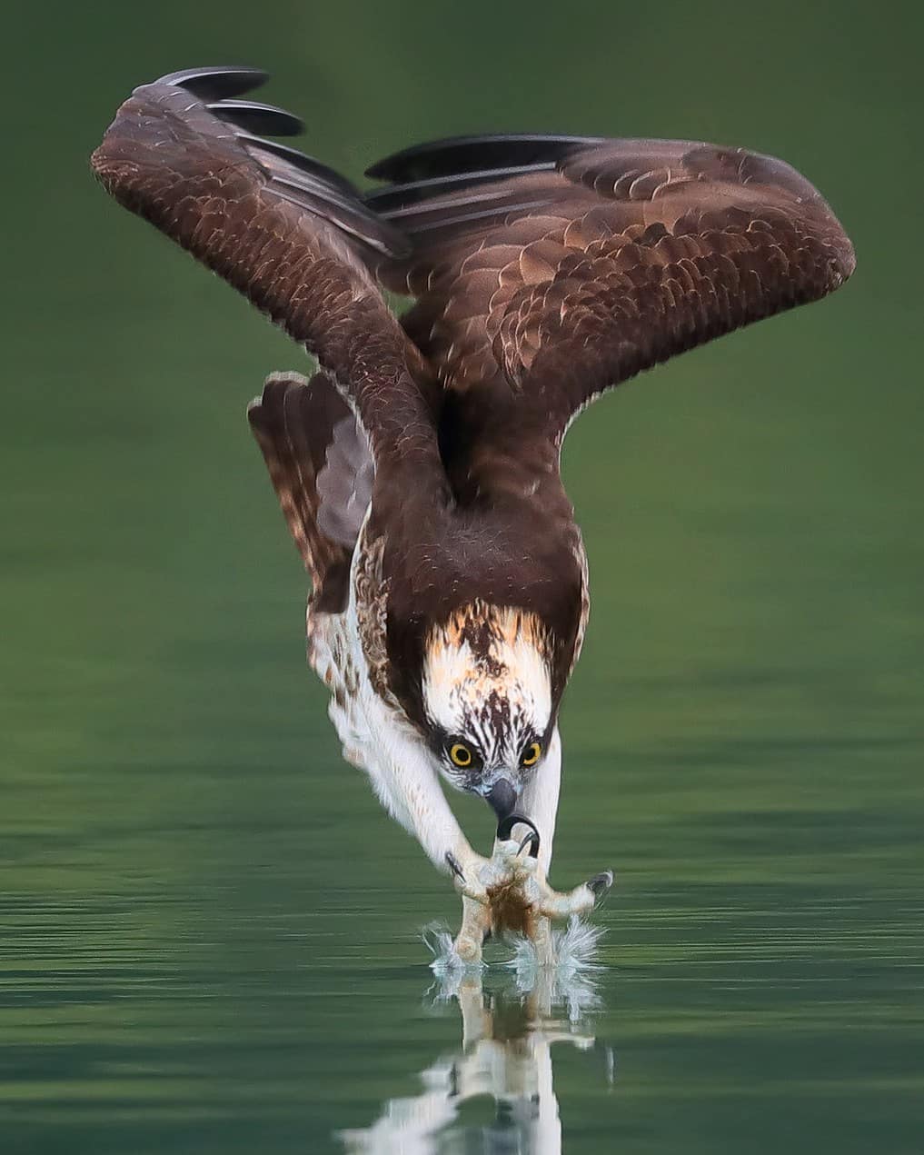 1017x1271, 82 Kb / скопа, охота, воды