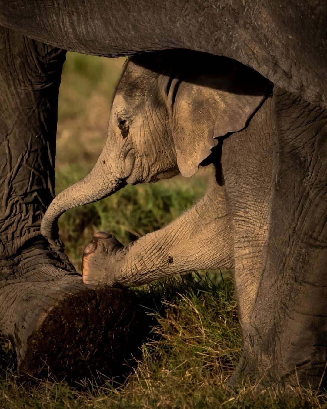 1079x1349, 226 Kb / слон, слоненок, хобот, нога