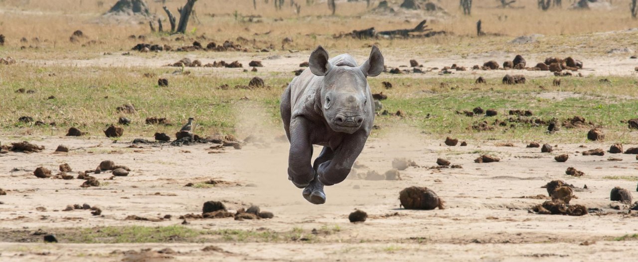 1280x527, 172 Kb / Носорог, бег