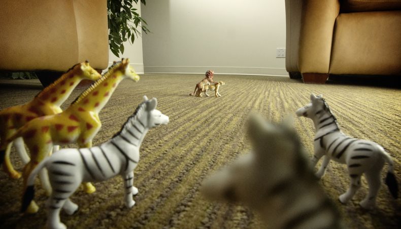 790x452, 77 Kb / вуайеристы, зебры, жирафы, львы, секс