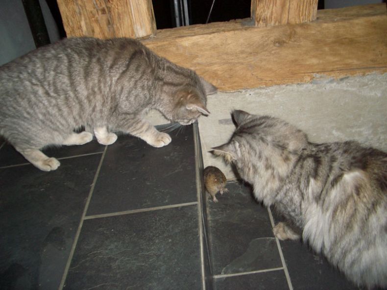 790x592, 66 Kb / мышь, коты, пиздец