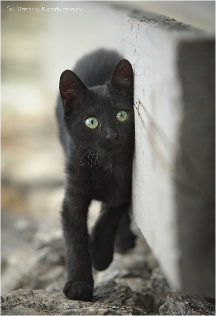 445x652, 82 Kb / чёртный кот