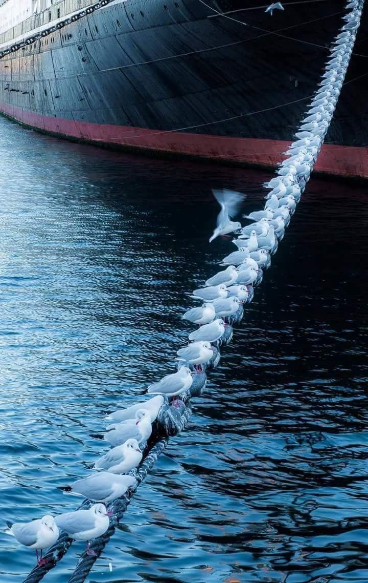 720x1138, 144 Kb / корабль, цепь, якорь, швартовы, птицы, чайки