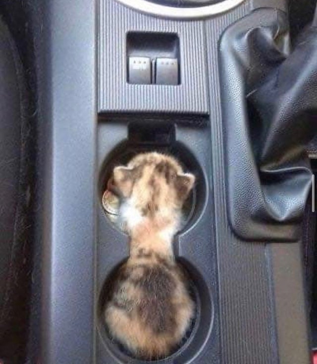 640x735, 65 Kb / автомобиль, котенок, монеты