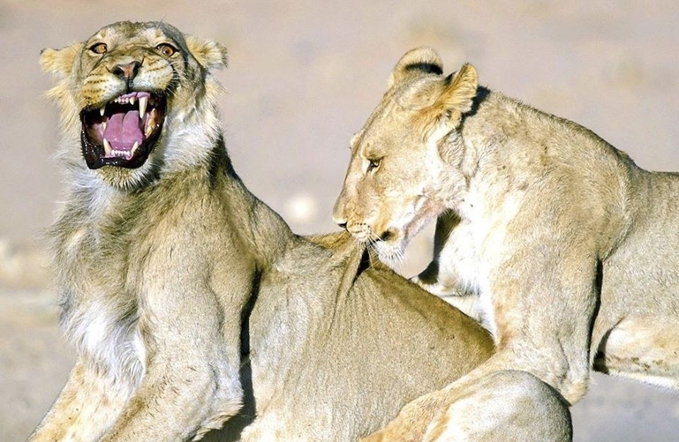 960x625, 123 Kb / кусь, лев, львица, оскал, возмущение