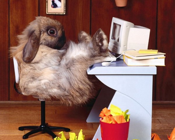 600x480, 54 Kb / колик, офис