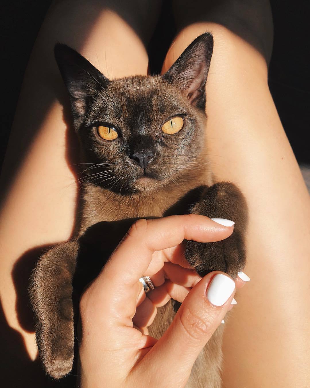 1080x1350, 122 Kb / кот, кошка, рука, лапки, маникюр, ноги, коленки