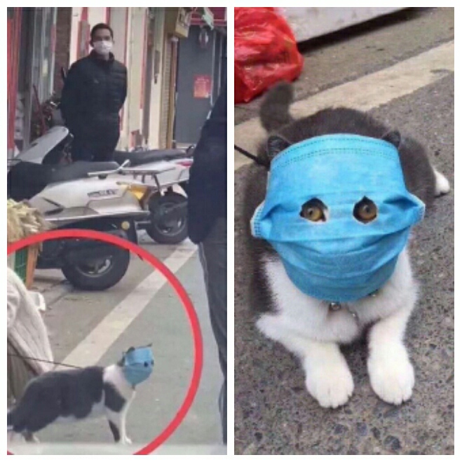 659x659, 170 Kb / Китай, кот, маска