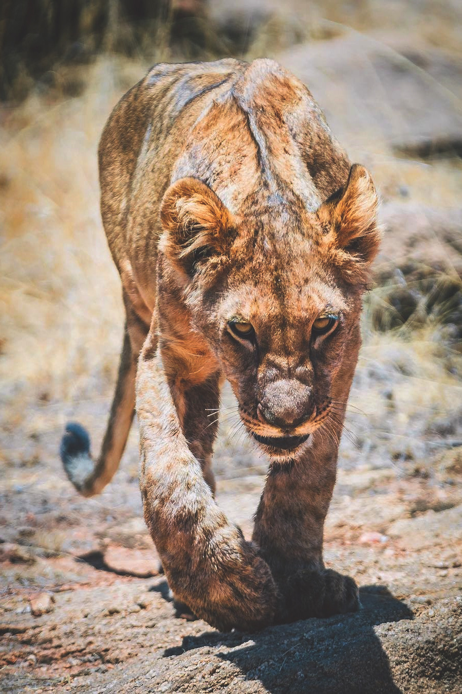 899x1349, 458 Kb / львица