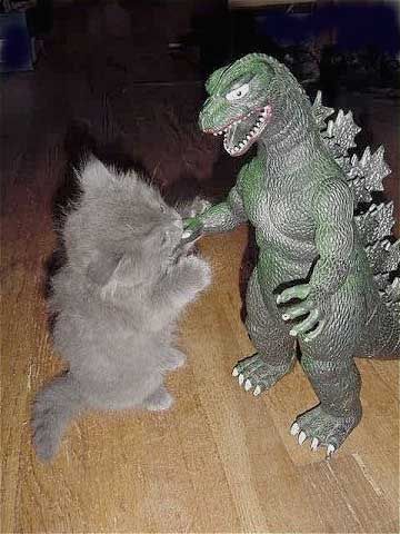 360x480, 39 Kb / котёнок, годзилла, битва