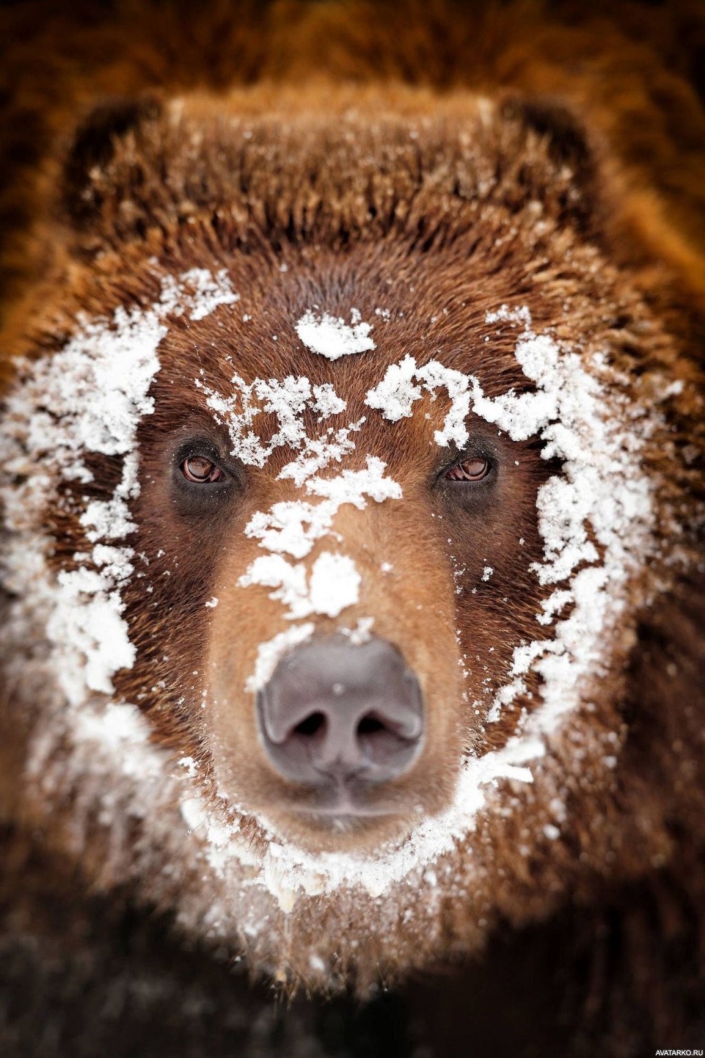 1024x1536, 273 Kb / медведь, снег