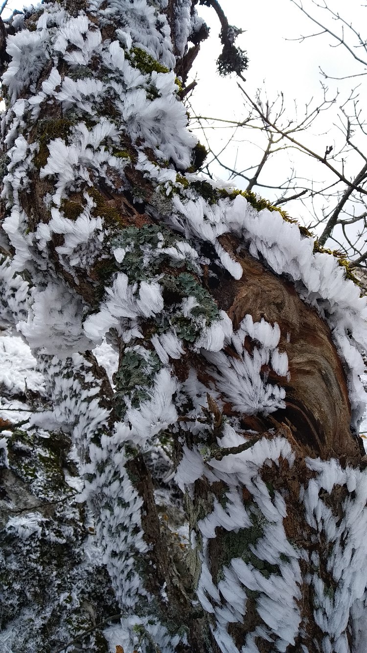 750x1333, 402 Kb / дерево, лёд, Александр Плесовских