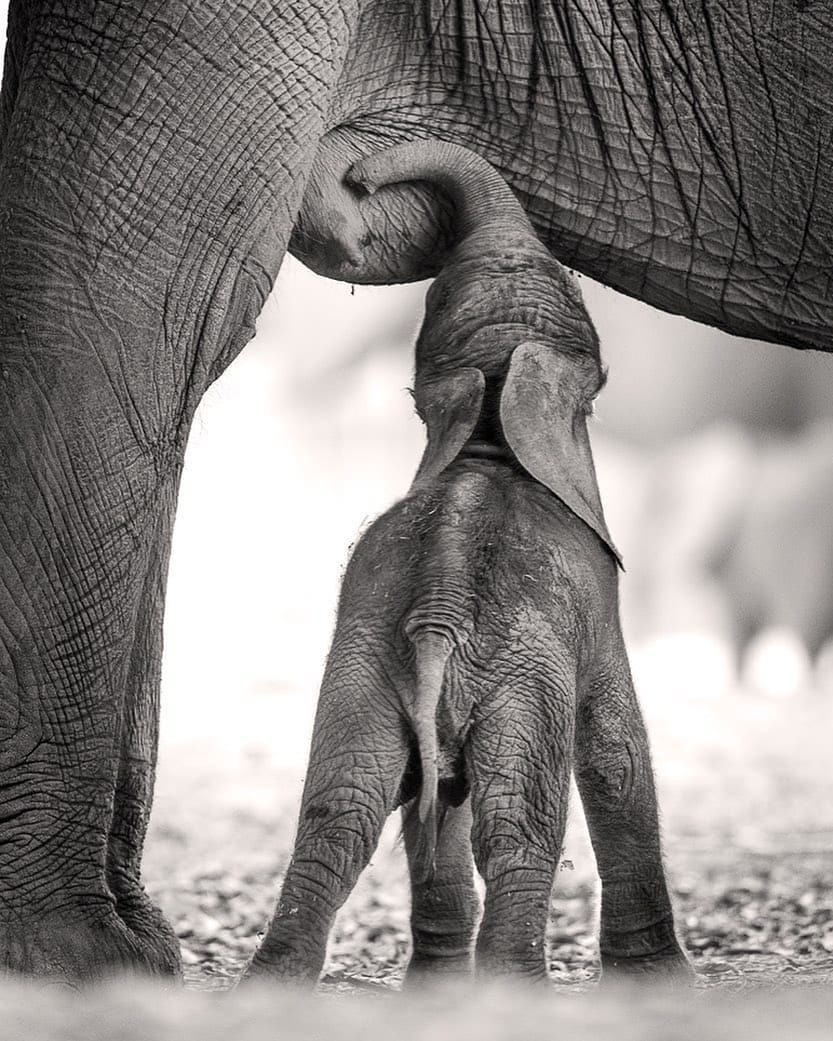 833x1041, 205 Kb / слон, слоненок, хобот