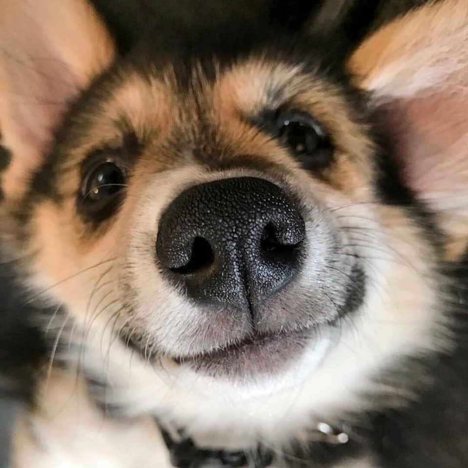 960x960, 93 Kb / собака, улыбка, нос, собака-улыбака