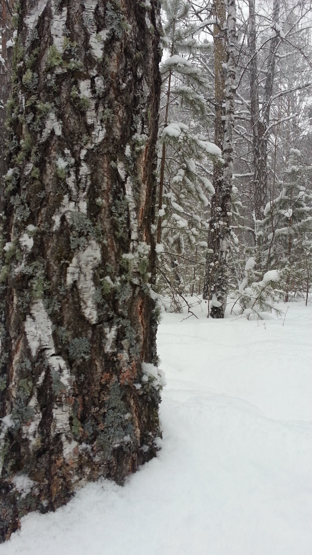 1024x1820, 453 Kb / кора, лишайник, снег, береза