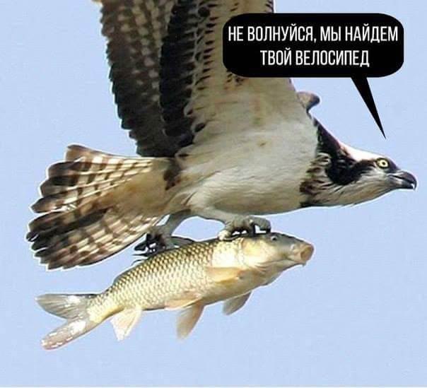 604x549, 51 Kb / Рыба, Орёл, велосипед, поиск