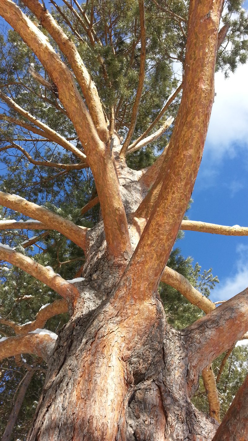 800x1422, 420 Kb / дерево, кора, небо, сосна