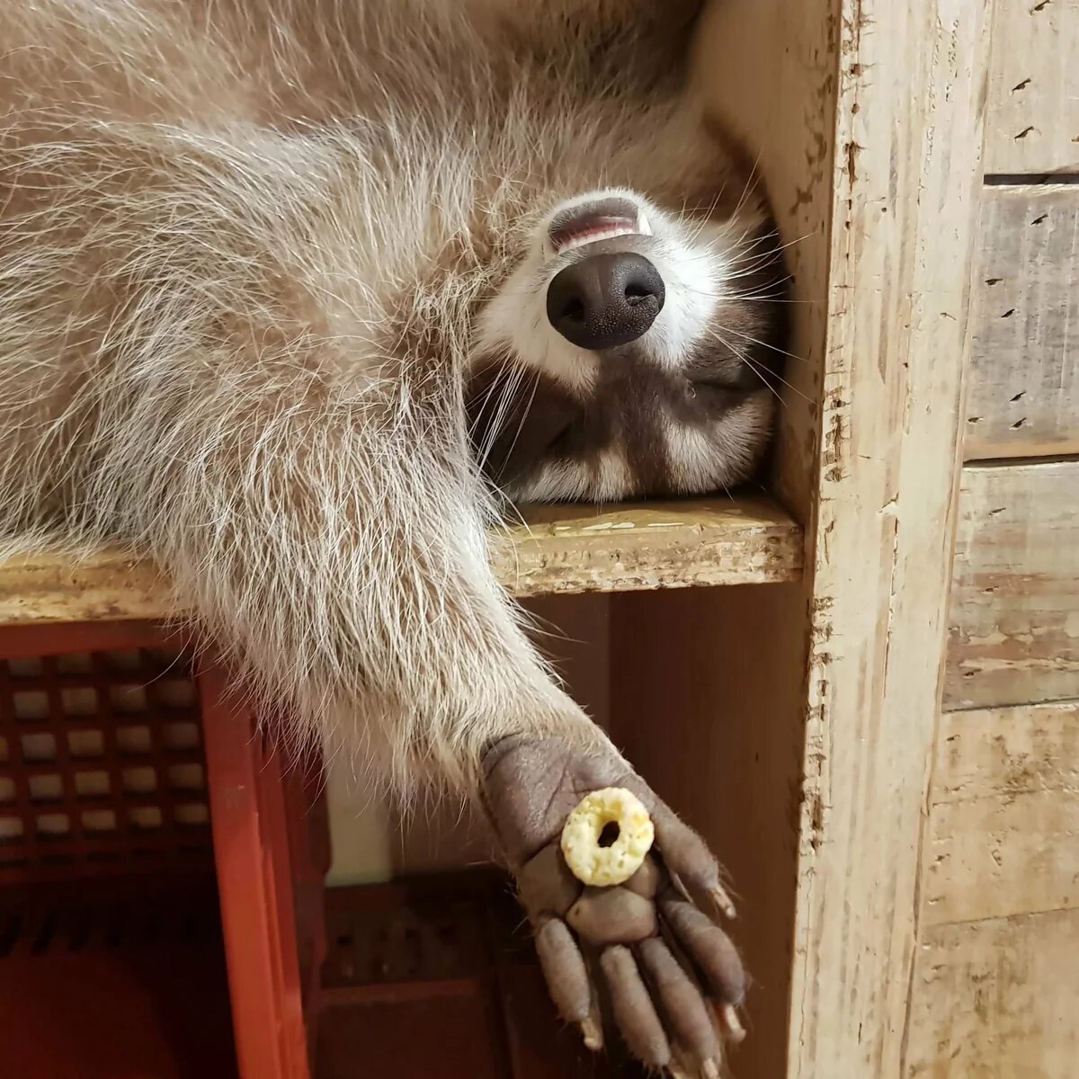 1200x1200, 263 Kb / енот, лапа, сушка