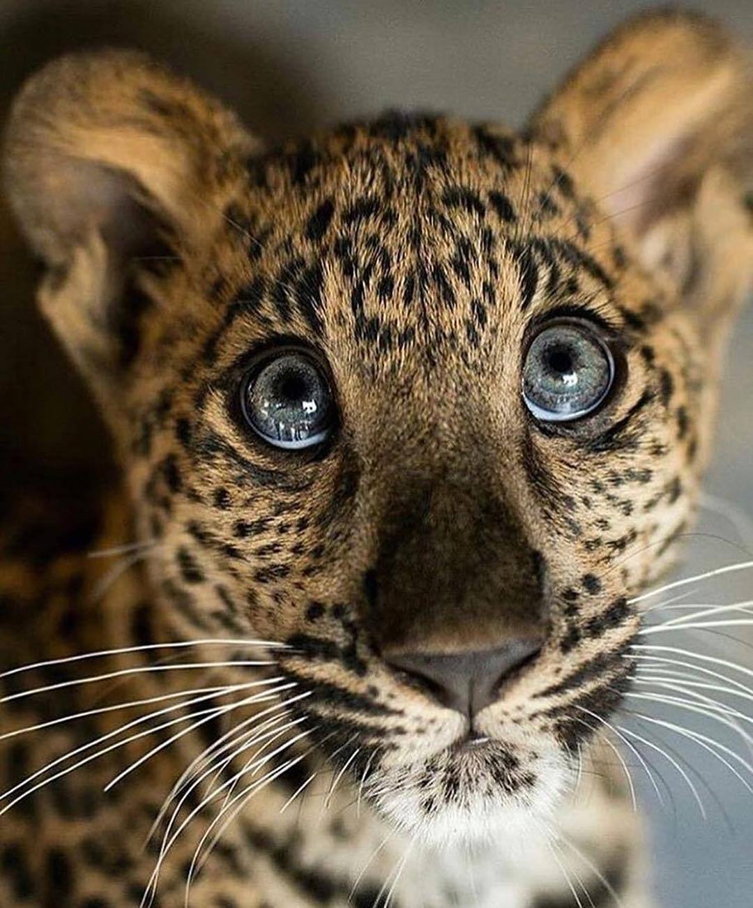 1080x1302, 179 Kb / леопард, глаза, морда, усы