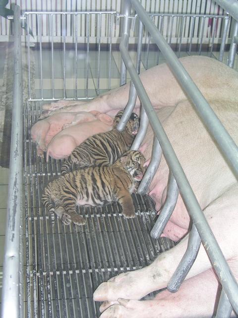 480x640, 64 Kb / тигрята, поросята, свинья