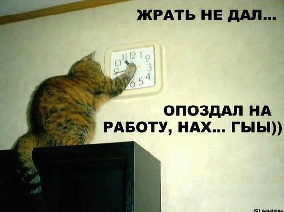 585x438, 47 Kb / кот, часы