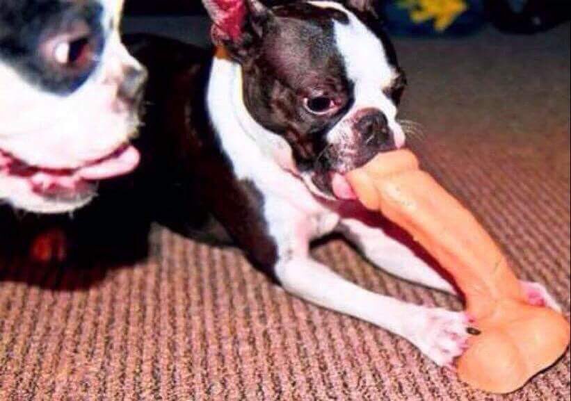 821x577, 60 Kb / собаки, дилдо, вкуснец, улыбка