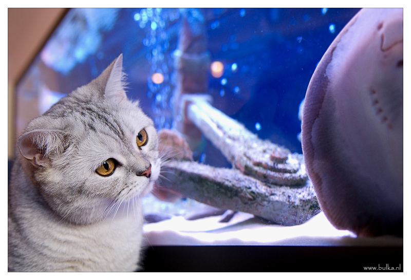 800x545, 200 Kb / кот, аквариум