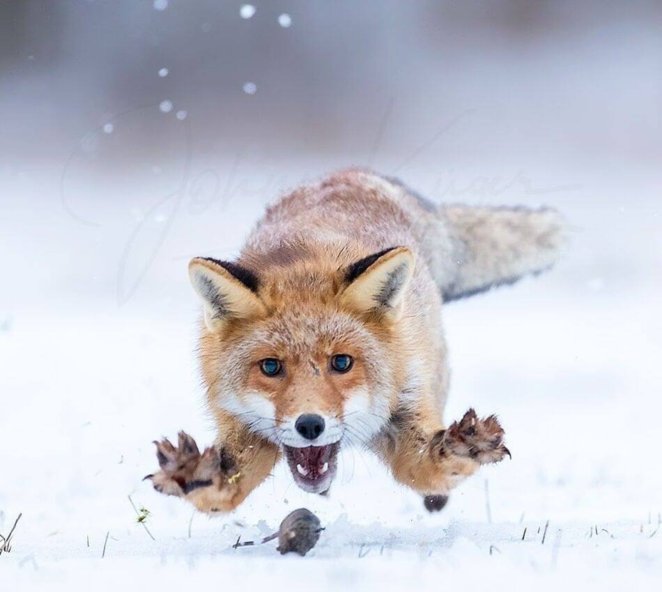 950x850, 61 Kb / лиса, охота, мышь