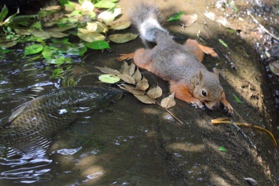 960x640, 121 Kb / белка, рыба