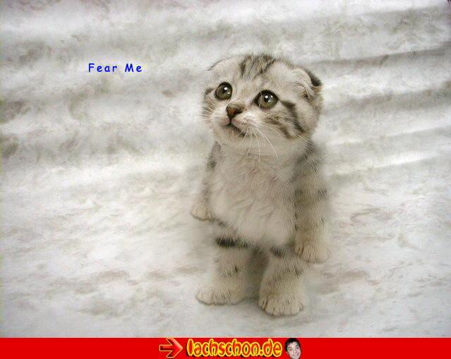 639x509, 41 Kb / кот, котенок, испуг