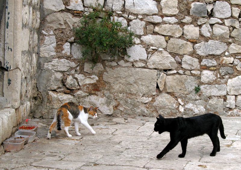 800x563, 123 Kb / коты, драчка