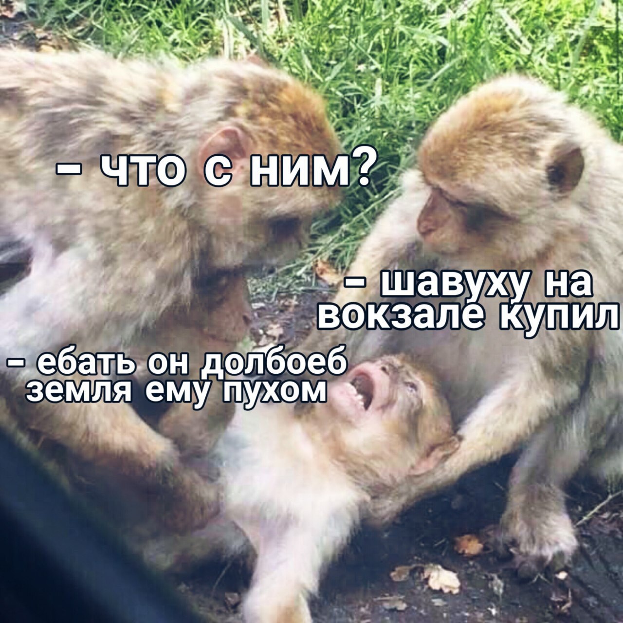 1280x1280, 278 Kb / Обезьяны, шавуха