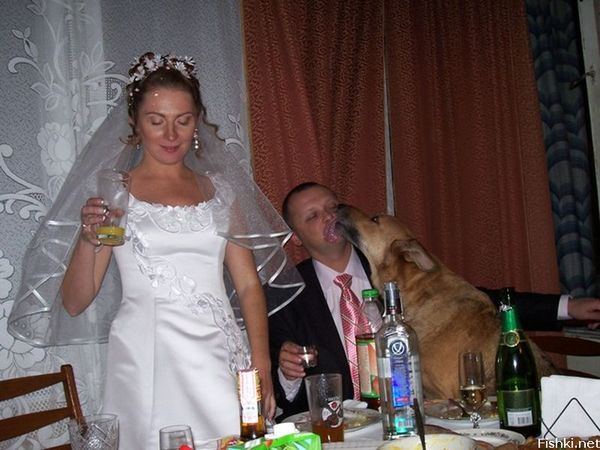 600x450, 60 Kb / свадьба, собака, горько