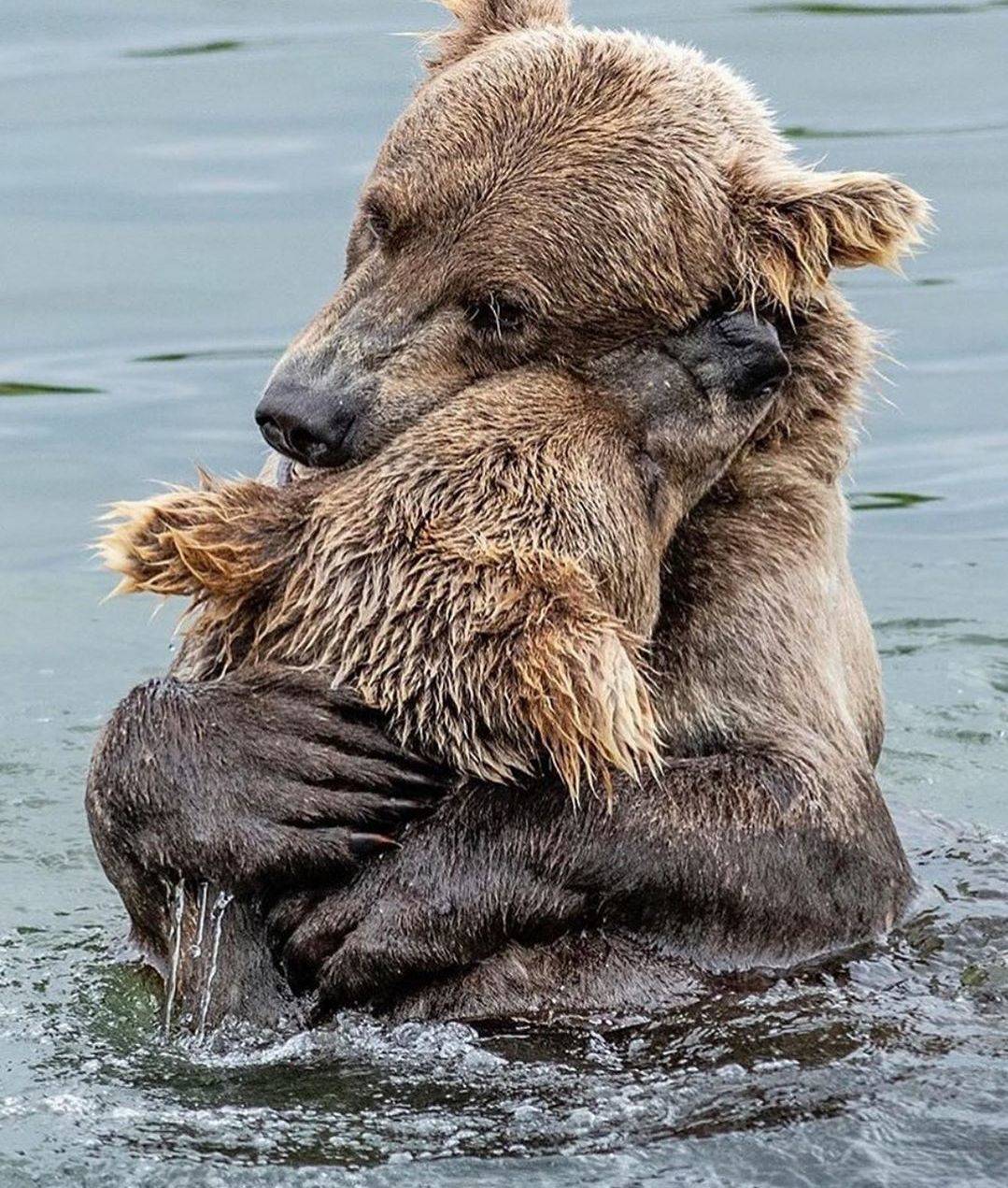 1079x1271, 268 Kb / медведи