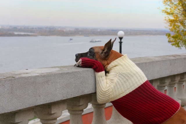 640x427, 50 Kb / собака, свитер, река, перила