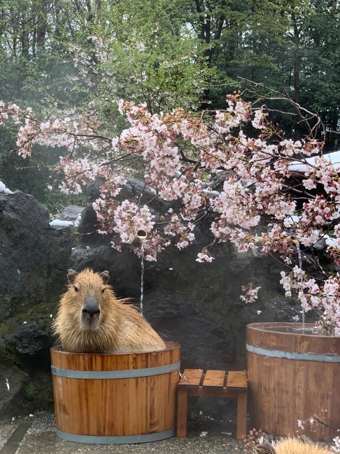 1108x1478, 600 Kb / источник, копибара, таз, скамейка, вода, камни, сакура, вишня