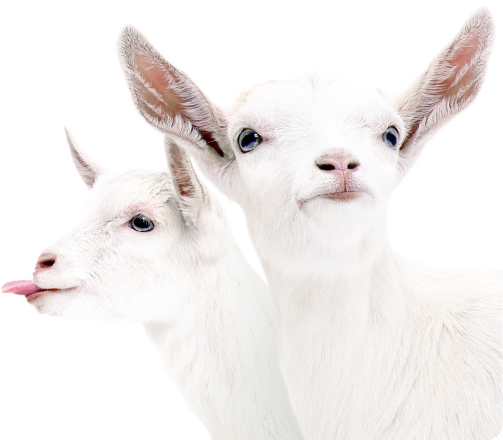 503x440, 241 Kb / la cabra, la cabrita, козы, язык