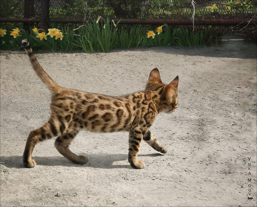 867x700, 249 Kb / котенок, цветы