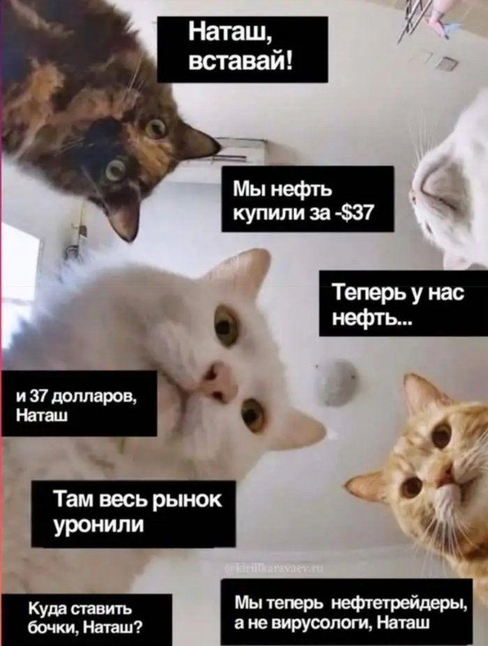 700x927, 78 Kb / коты, кошки, наташа, уронили, нефть, комикс, мем